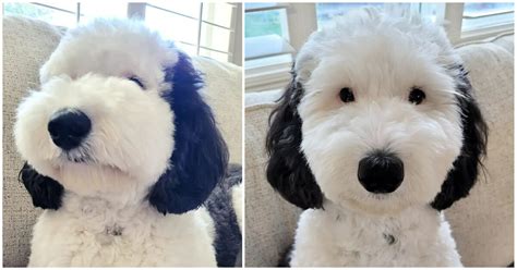 bayley dog snoopy|Meet Bayley: Snoopys twin in real life